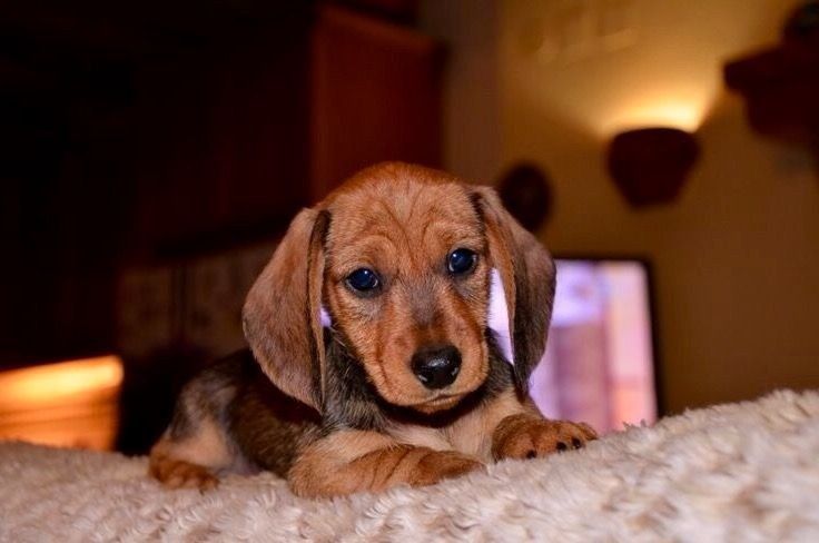 Краса у найтеплішому відтінку