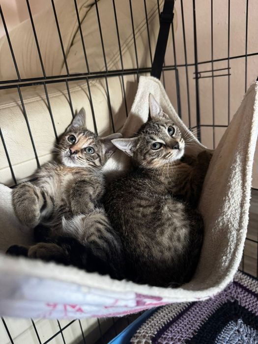 Cudowne koteczki do adopcji
