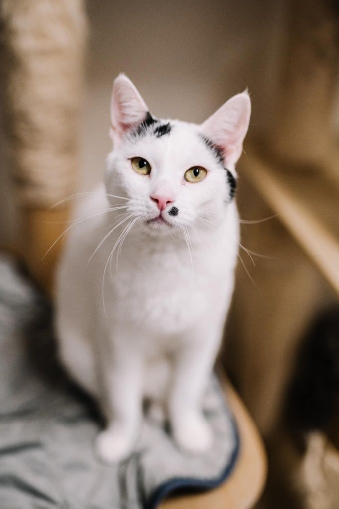 Kocurek do adopcji