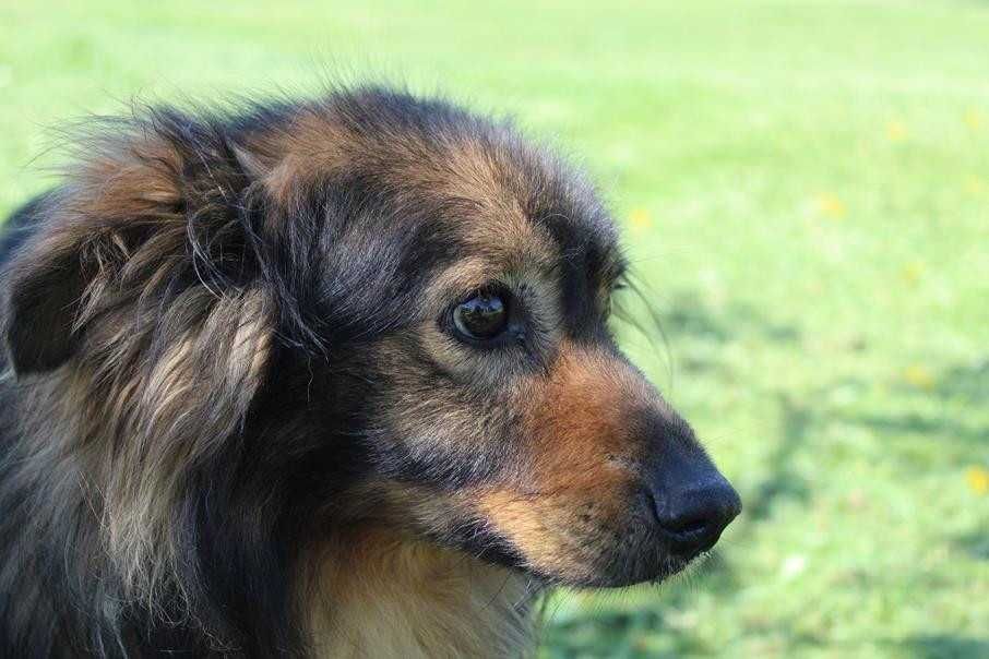076308 Miłek do adopcji