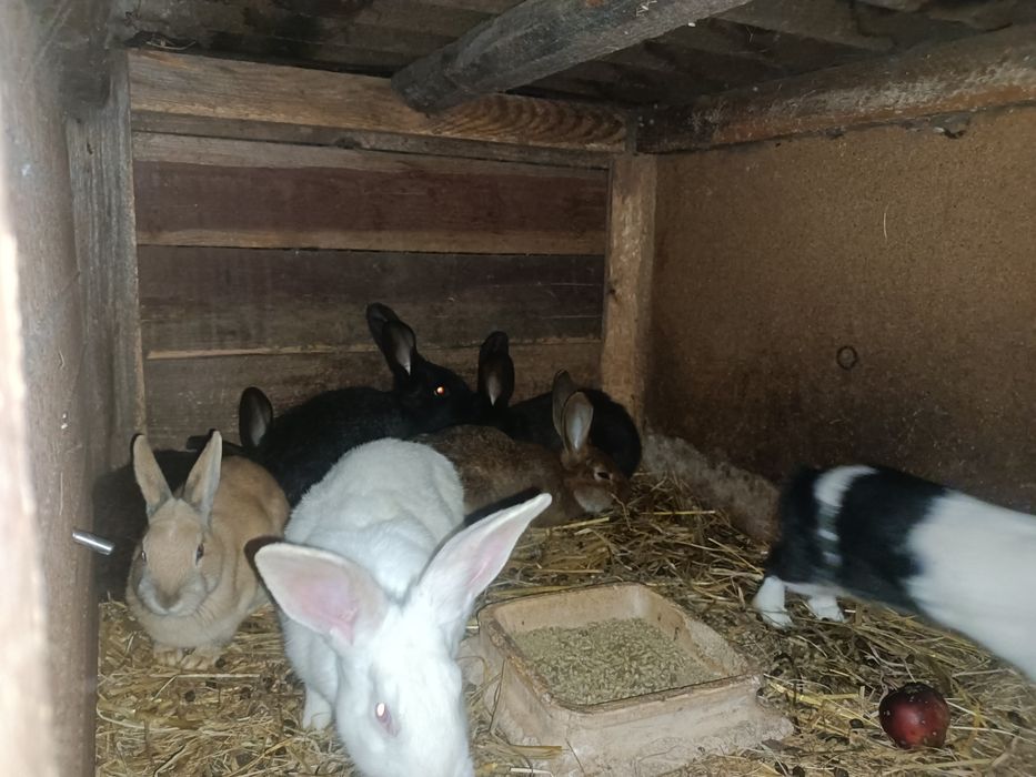 Młode króliki z 2025r