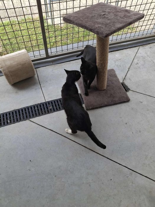 Przesłodka pieszczoszka szuka domu tymczasowego lub stałego, łagodna