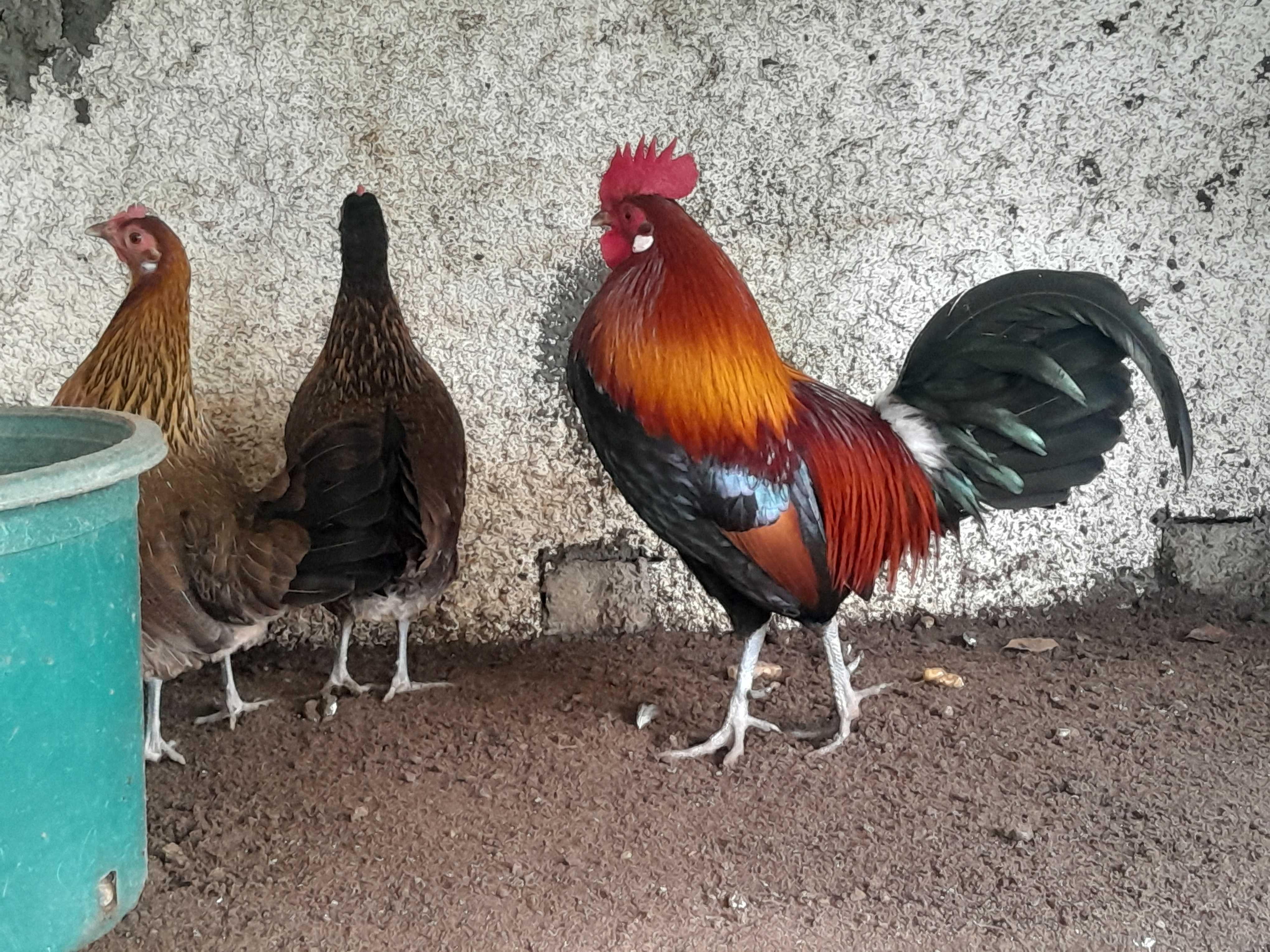 (Galo Bankiva Vermelho), sub-espécie Gallus Gallus Gallus
