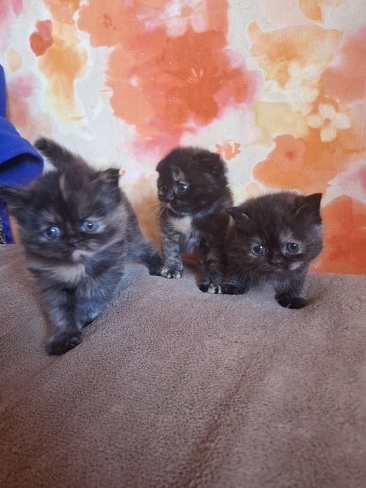 Кошенята шукають собі дім