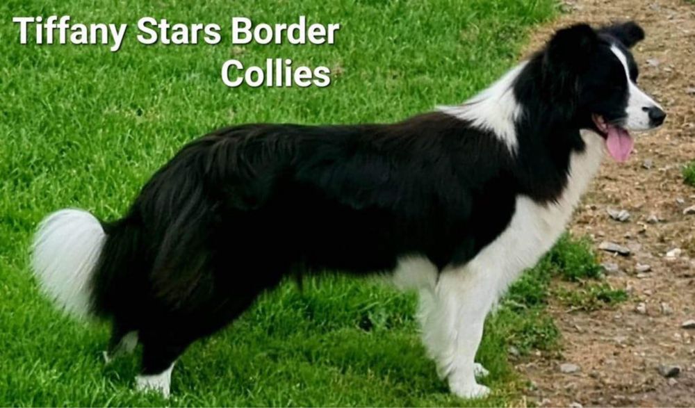 Border Collie piesek FCI