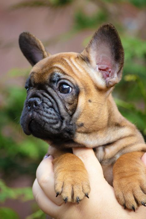 Елегантна дівчинка від розплідника Bossline