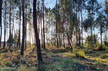 Terreno rustico