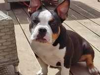 AMERICAN BULLY Suczka POCKET czarna TRI , B. Mocna!, 6mies