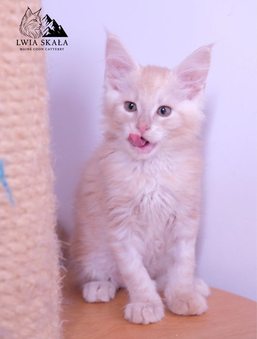 Maine coon kocur kremowy srebrzysty FPL opcja hodowlana