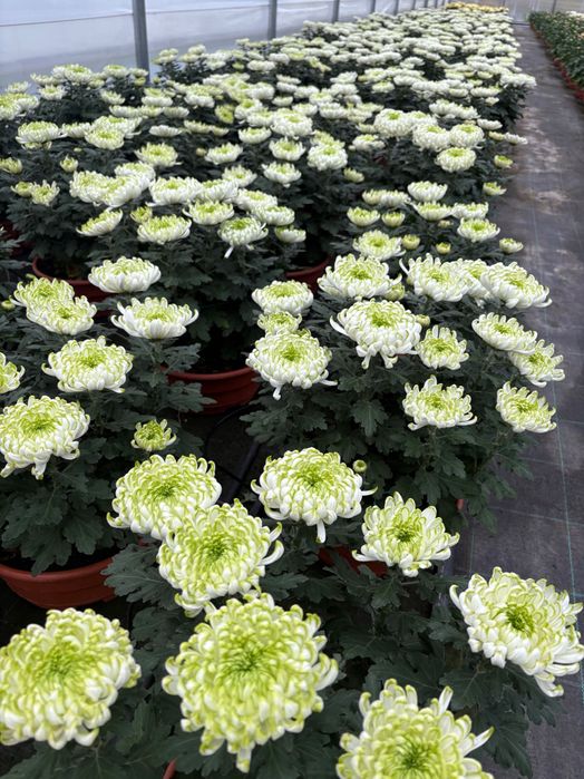 Chryzantema igiełkowa