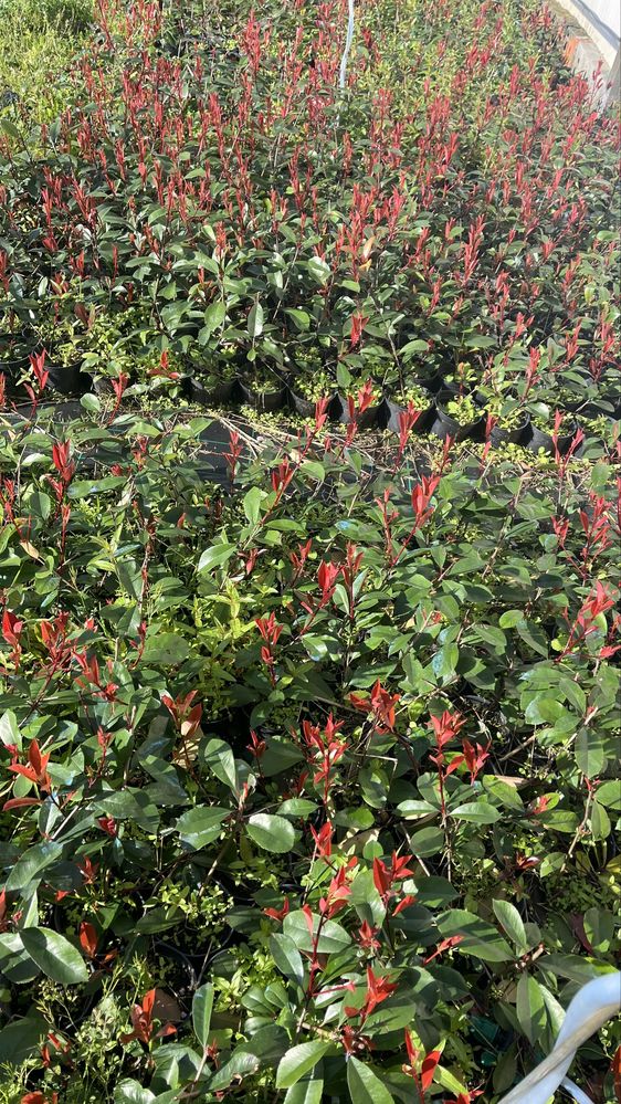 Photinia Red Robin - Folha vermelha