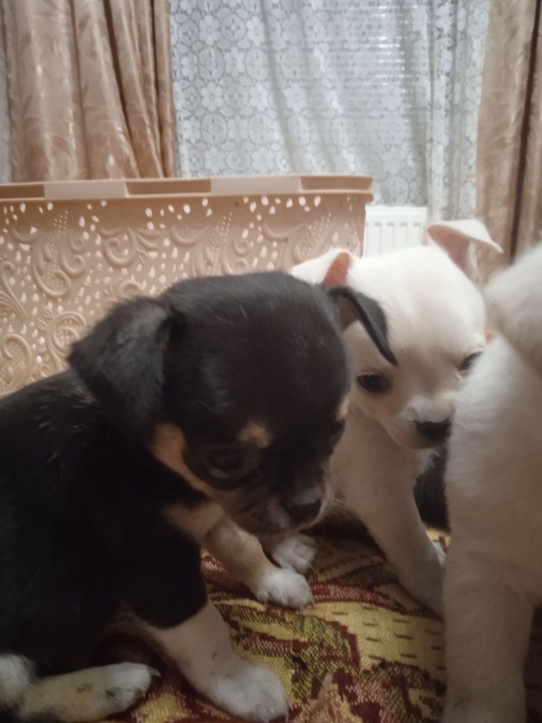 Чихуахуа. Цуценята.