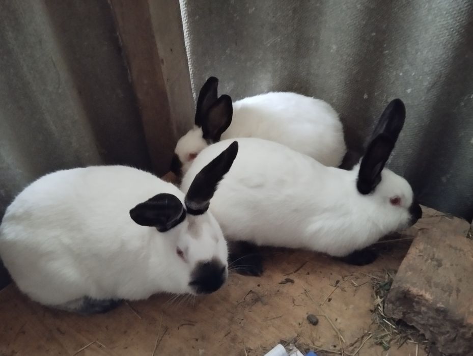 Кролі кролики на плем'я