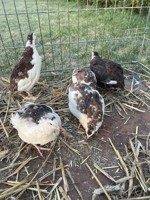 Jajka, jaja przepiórki celadon