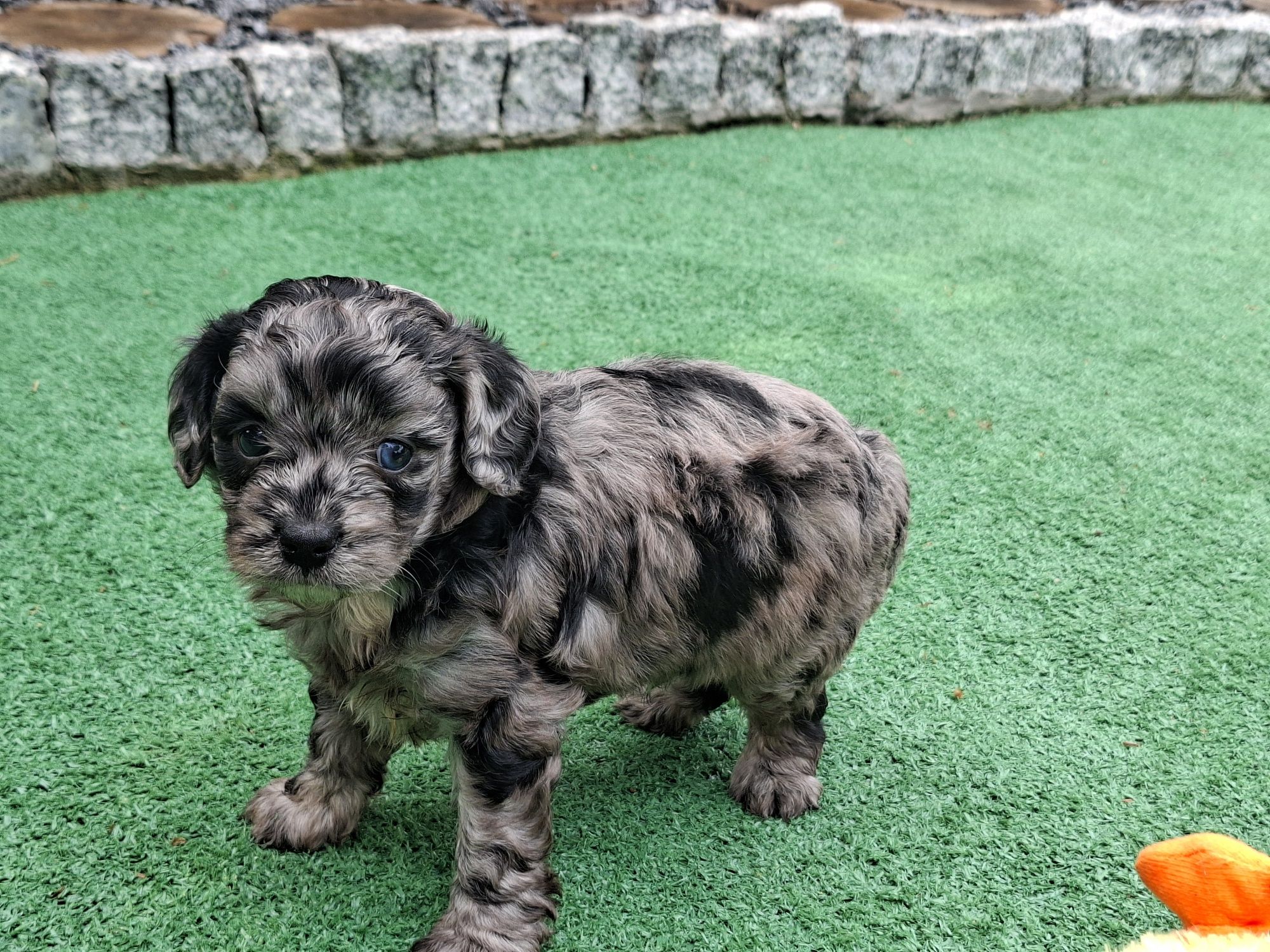 Szczenię cavapoo  merle z metryką