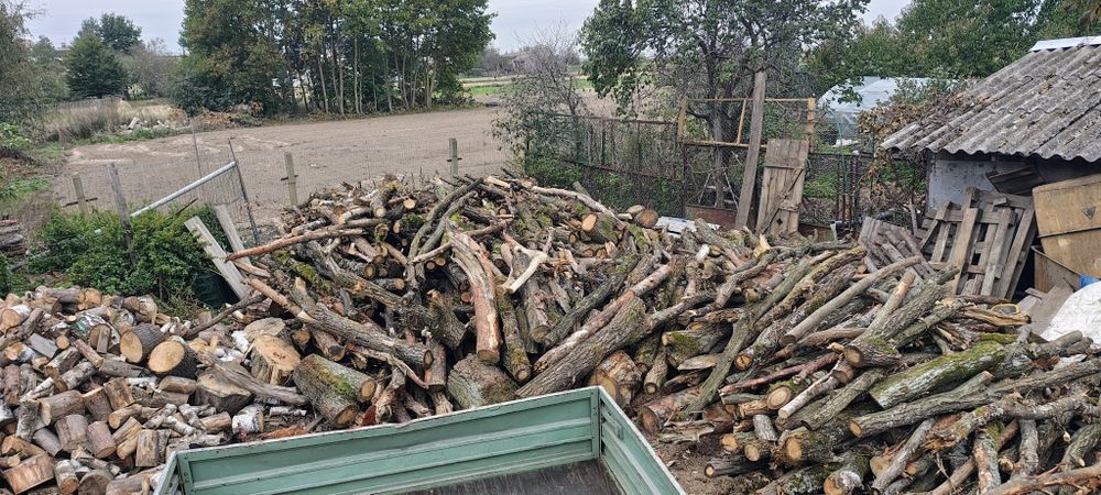 Drzewo opałowe Dąb