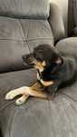 Cadela pequenina tracada de pinscher URGENTE