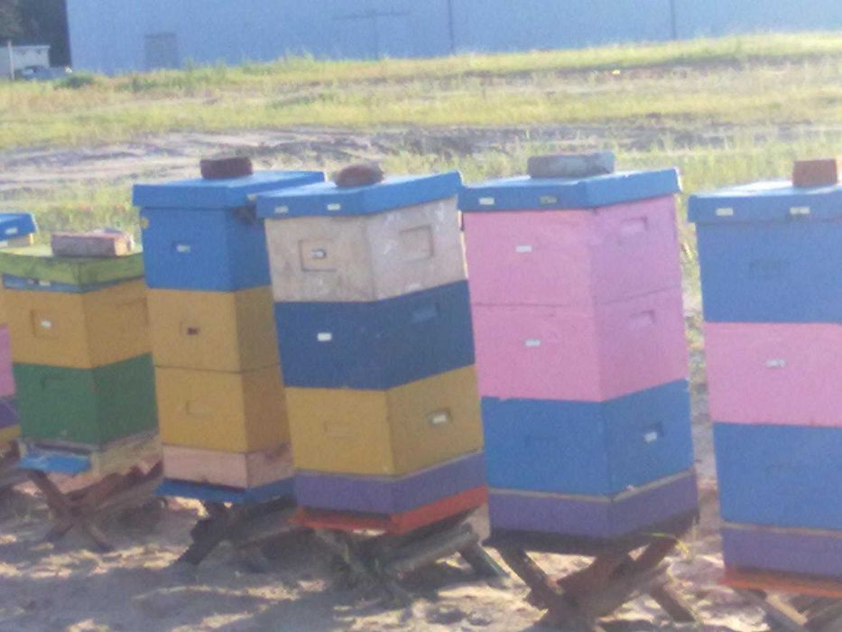 Sprzedam rodziny pszczele  wiosna 2026 r.
