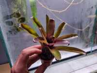 Neoregelia Fireball rośliny do terrarium/paludarium/wiwarium
