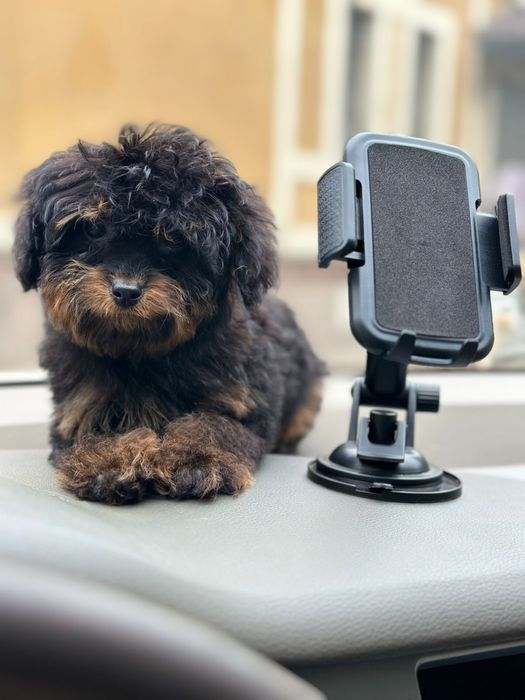 Мальтіпу/той пудель фантом