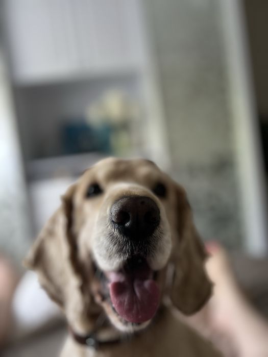 Англечан Боня кокер