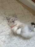 Ragdoll seal lynx
