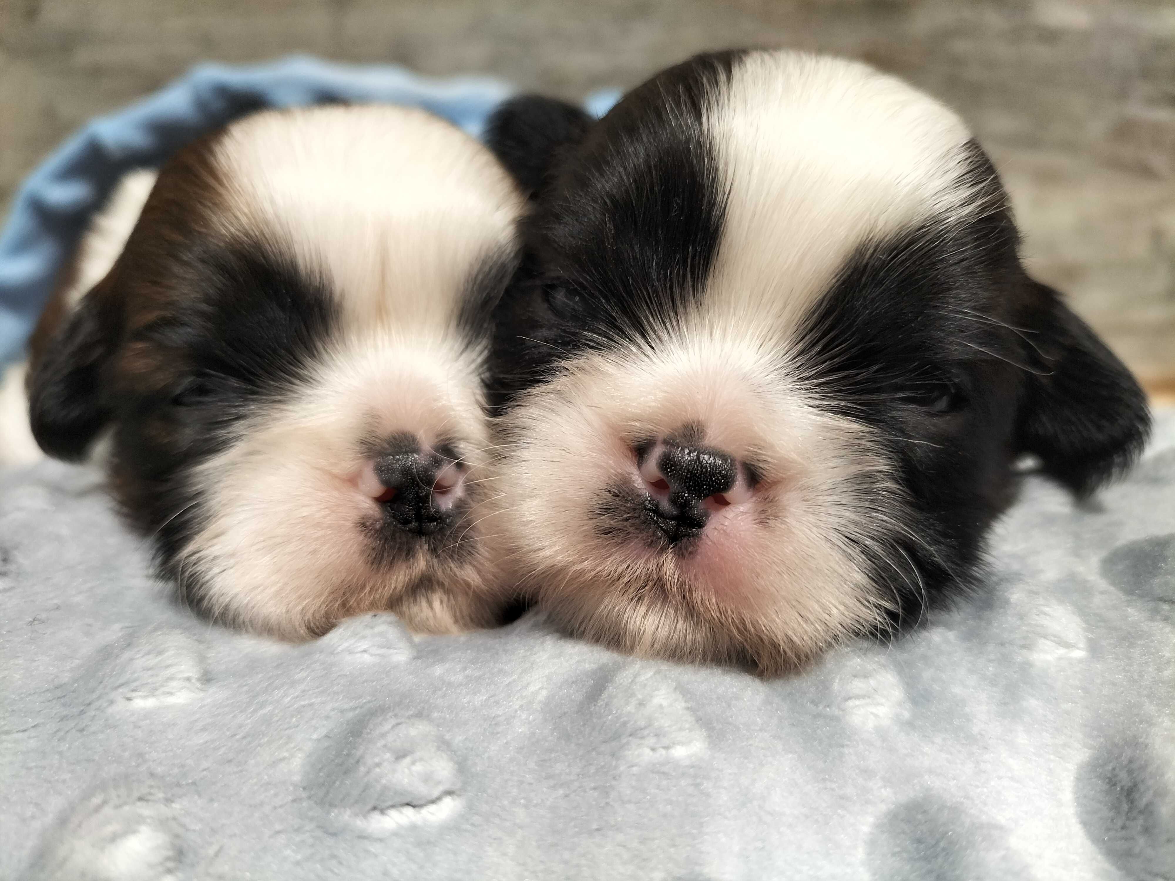 Reproduktor rasy shih tzu