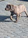 Cane Corso samiec