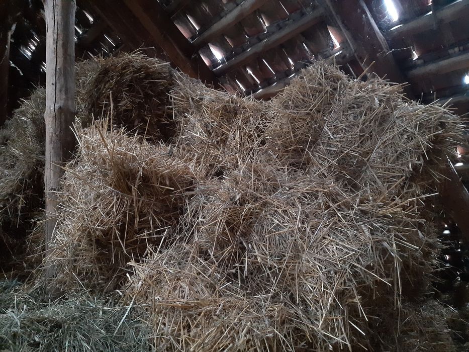 Siano i słoma tegoroczna 2025