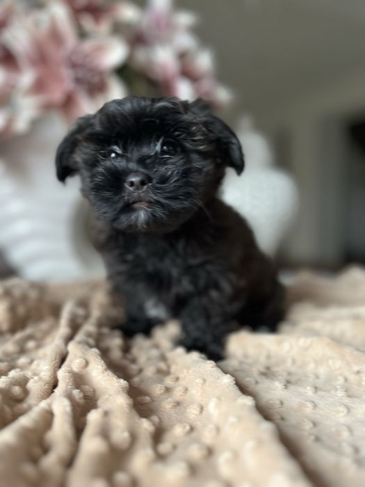 Hawańczyk -Havanese