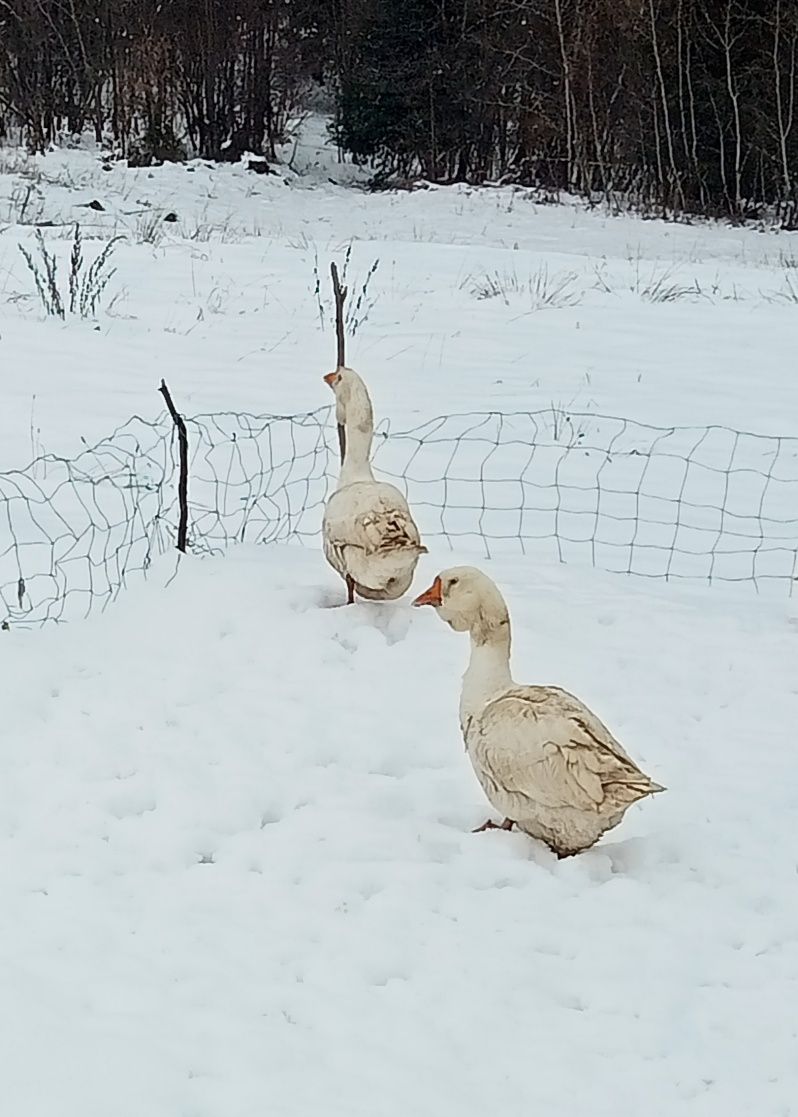 Gęsi chołmogory parę sprzedam