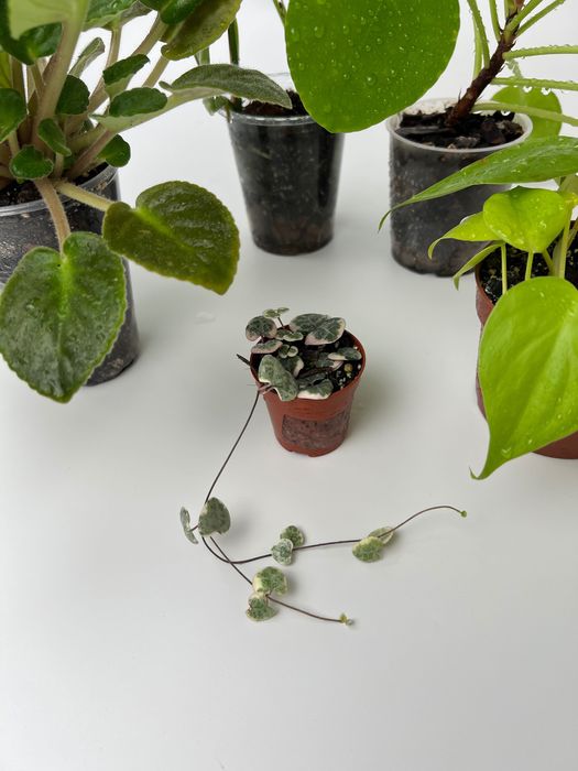 Набір рослин: церопегія, пілея, епіпремнум, філодендрон, фіалка