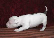 Chłopczyk american staffordshire terrier Amstaff