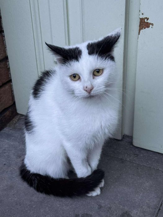 Kotki szukaja domkow