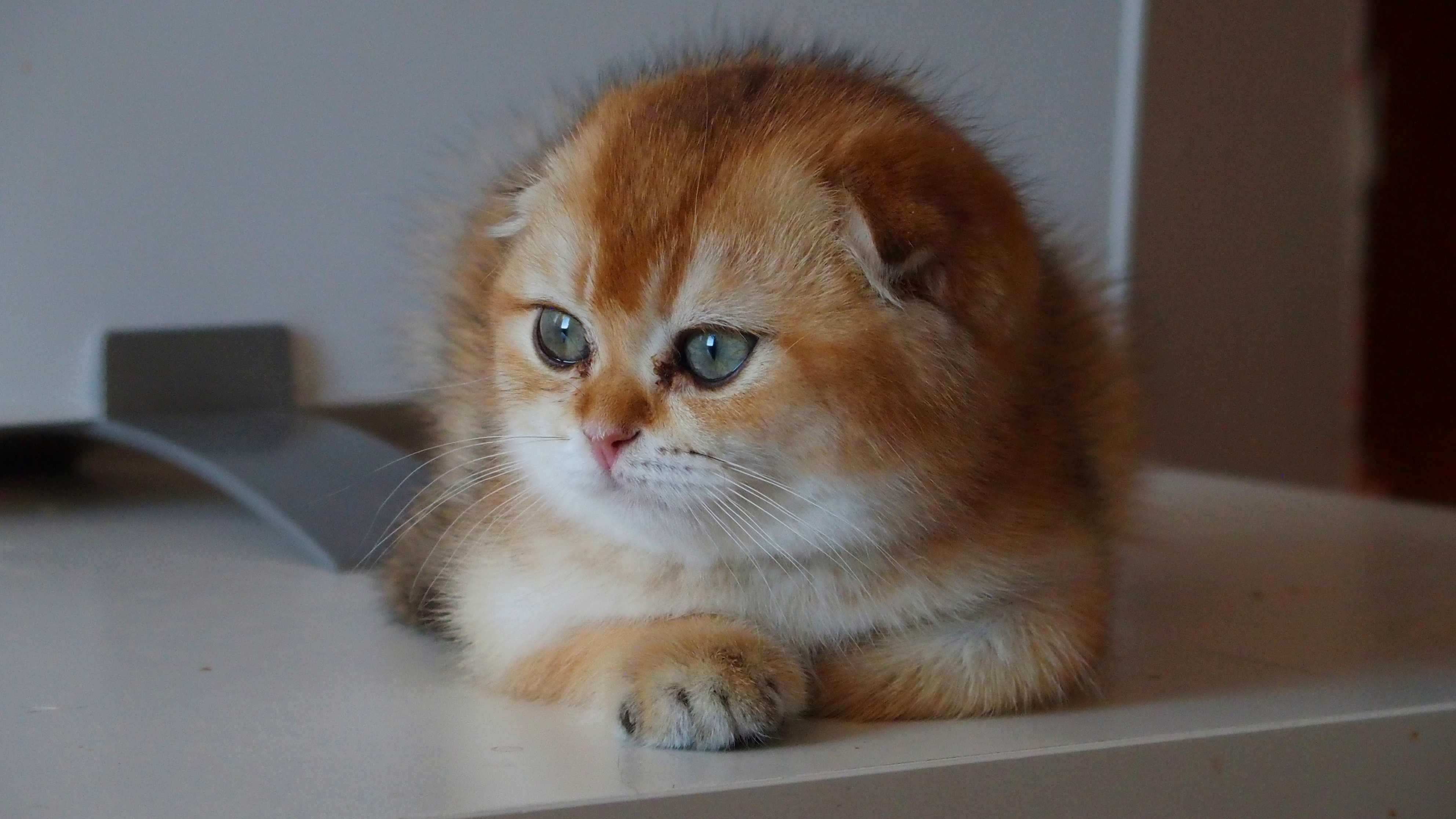 Kot Szkocki Zwisłouchy PZF WCF , Scottish Fold
