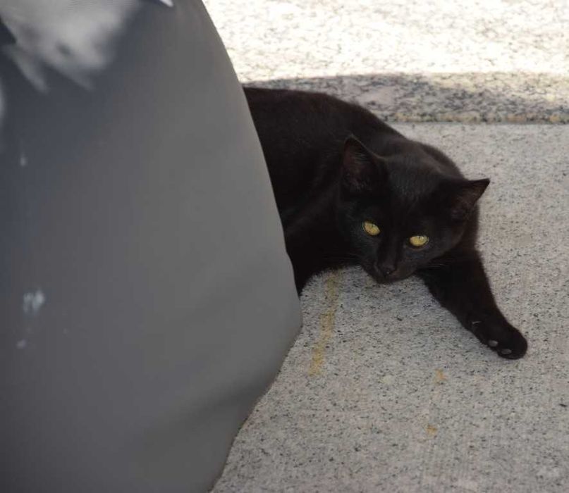 Doam-se gatinhos meigos e dóceis com pouco mais de 3 meses