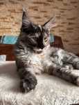 Koteczki Maine Coon z domowej hodowli