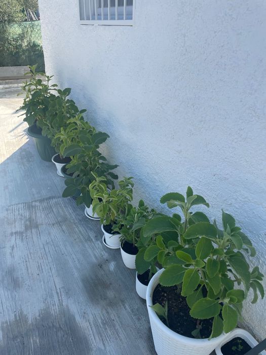 Planta Medicinal Boldo do Brasil