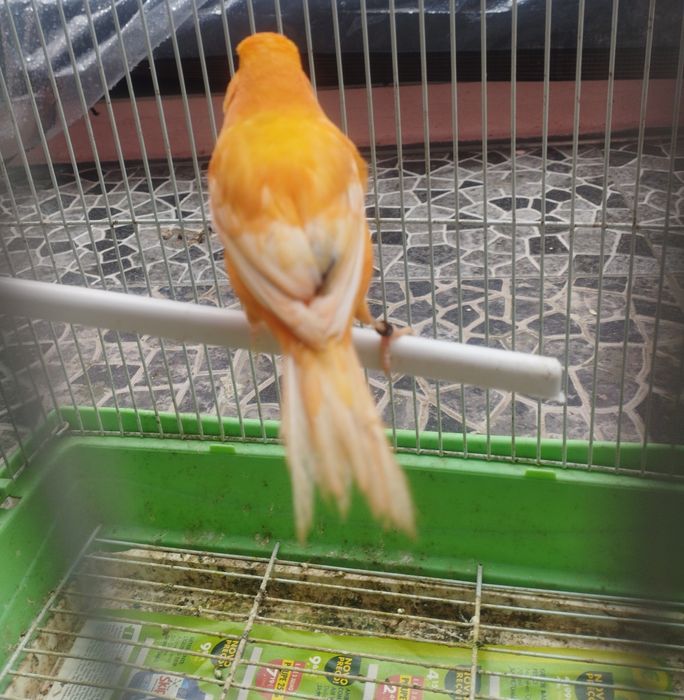 Canário macho 2025 cantor