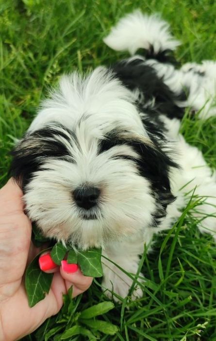 Yorkshire terrier biewer suczka