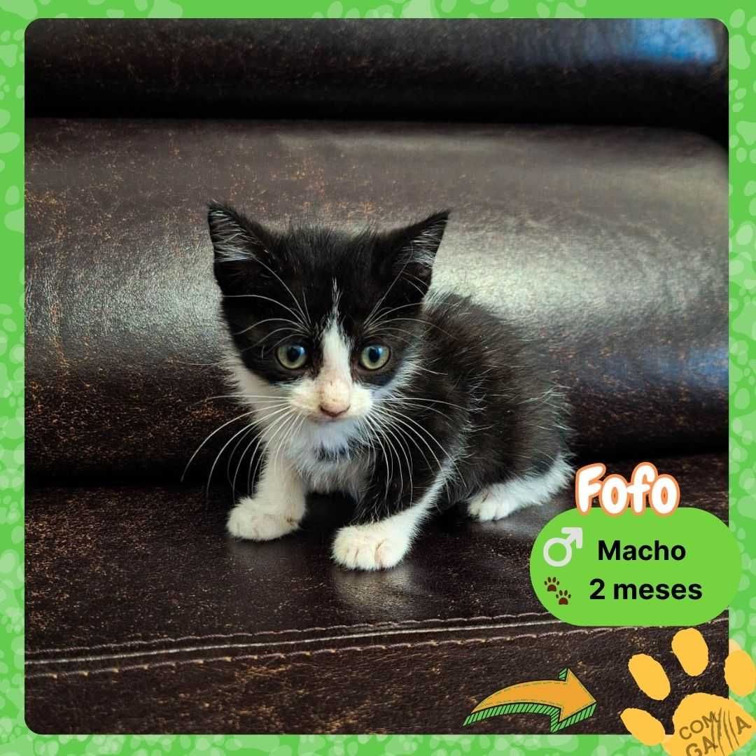 Gatinhos para adoção