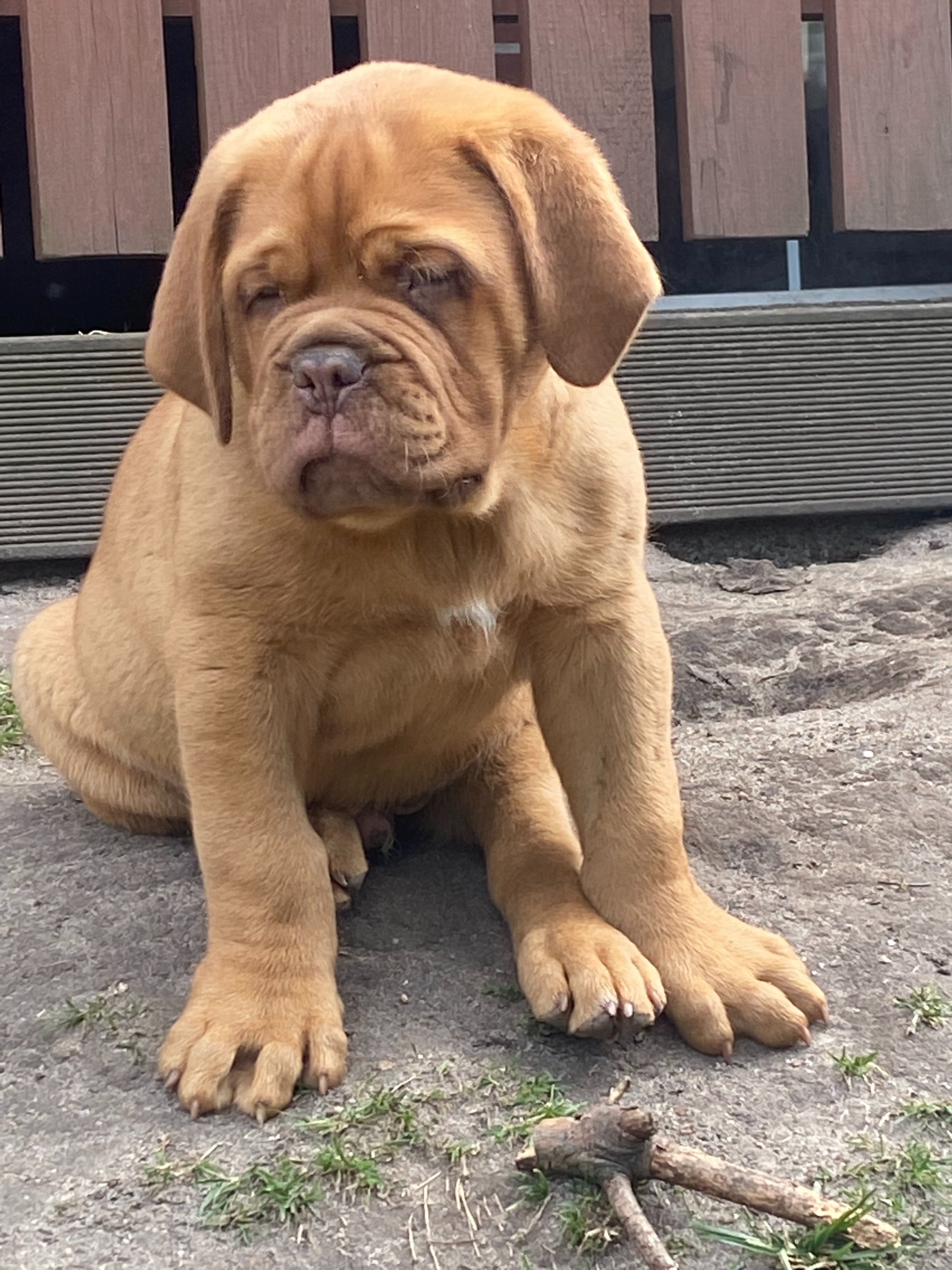 Dogue de Bordeaux