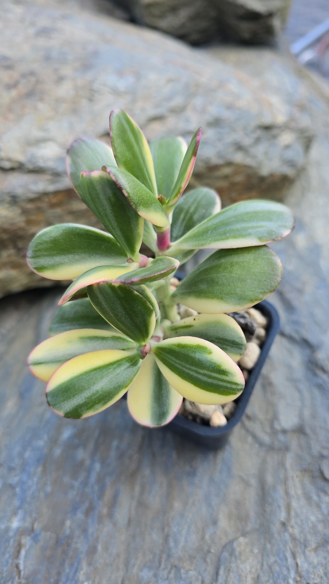 Crassula   Alba roślina kolekcjonerska