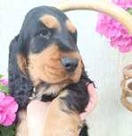 Cocker Spaniel Angielski