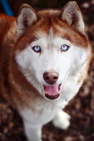 Psy i suczki husky malamute - młodsze i starsze szukają domów