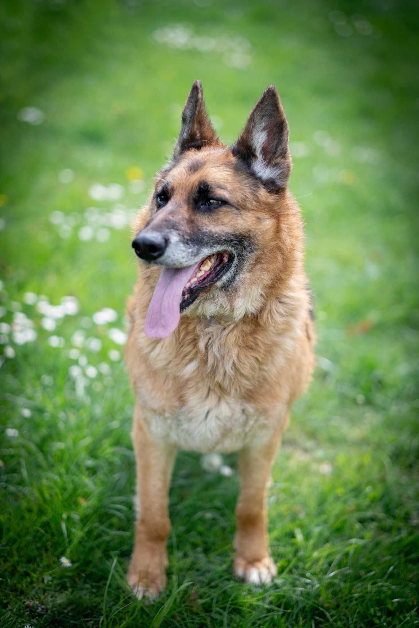 owczarki Pat i Mat do adopcji
