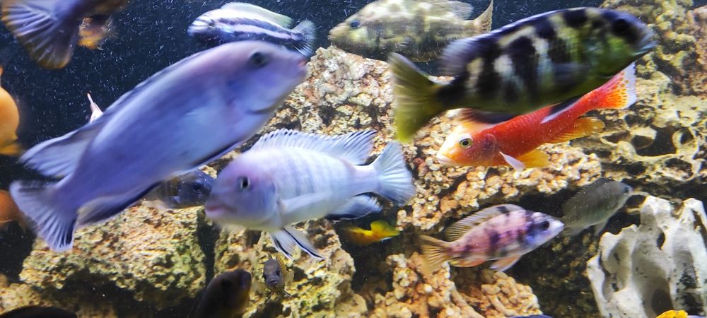 Rybki akwariowe Pyszczak socolofi młode