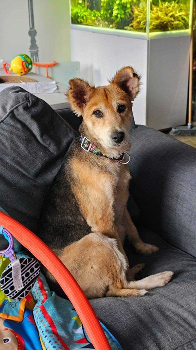 Symptyczna sunia szuka domku