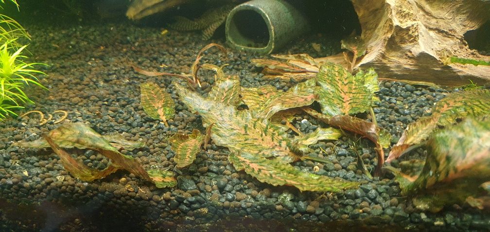 Cryptocoryne Nurii Pink.