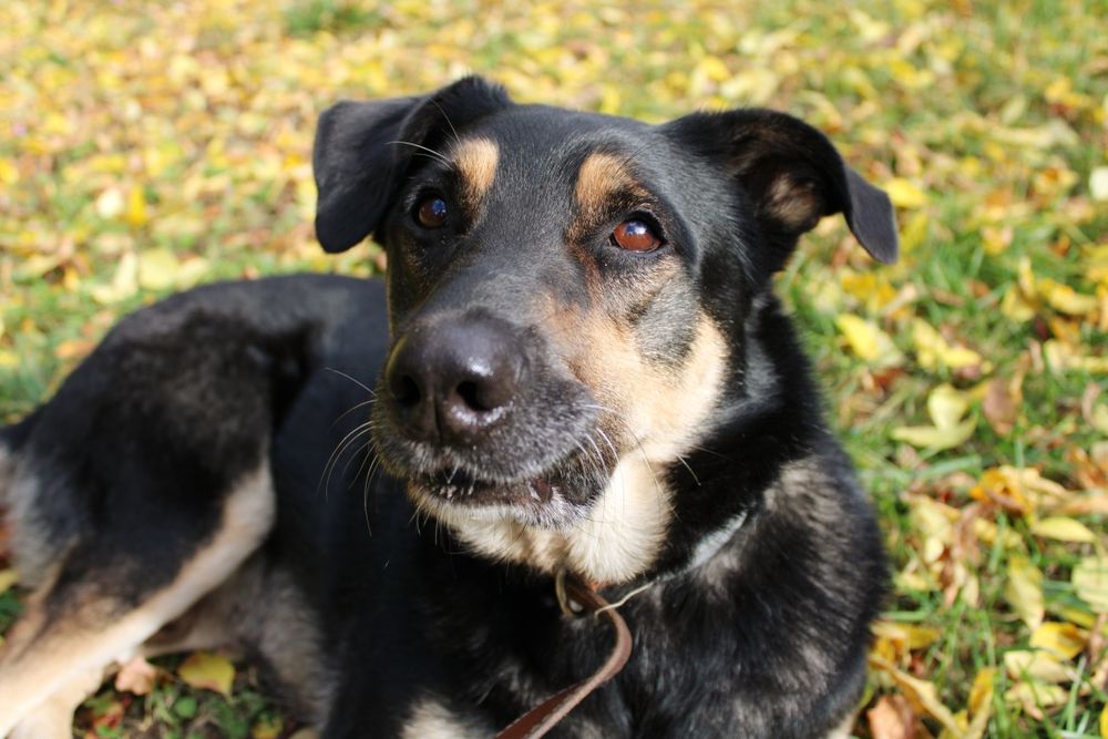 Jocker - ekstra pies! młodziutki, pozytywny wariat, akceptuje inne psy